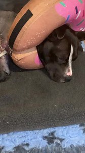 Her Royal 👸🏻 highness has decided she’s having a lie in this morning, turn your volume up to listen to miss snore 💤 a lot 🤣♥️ | Ark Angels 1177664