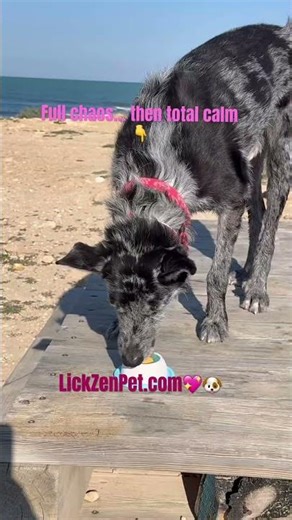 From Hyper Beach Mode🏖️to Calm in Minutes 😌Dog Lick Toy Magic #happydog #dogtraining #petproducts