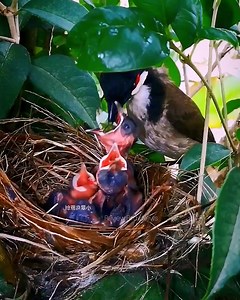 Red-whiskered bulbul birds,Take care of her baby in the nest | Review Birds News
