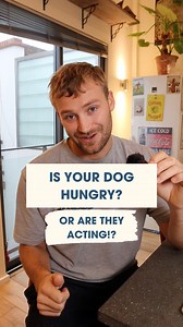 Hunger vs greed...the million dollar question. Here's how you can tell whether your dog is just acting up and chancing their luck or whether they're actually hungry. #dognutrition #hungrydog #dogfood #dogfoodtips | The Dog Nutritionist