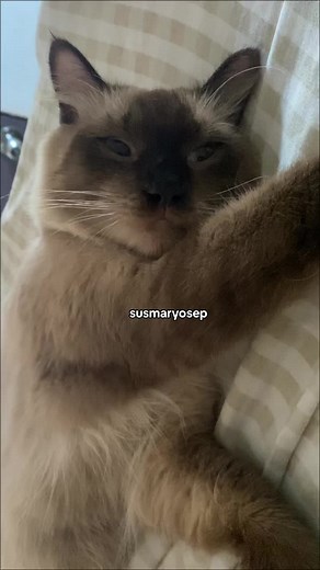 too cute not to post #siamese #siamesecats #catsoftiktok