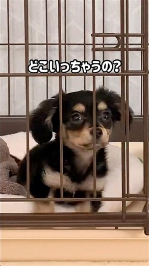 【密着】4ヶ月の子犬、はじめてのお留守番。寂しがるかと思いきや…？ #チワックス #子犬 #お留守番