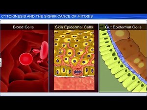 CBSE Class 11 Biology || Cell Cycle and Cell Division || Full Chapter || By Shiksha House Video Lecture - UPSC