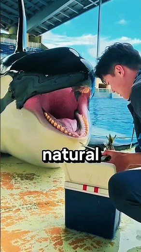 Why Do Orcas Need Ice? 😳