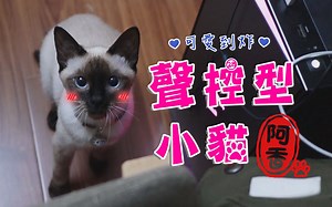 有一只叫了就来的小猫是甚么体验？- 暹罗猫阿香 -