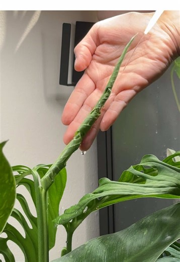 Helping Stuck Leaves on Houseplants: A Guide