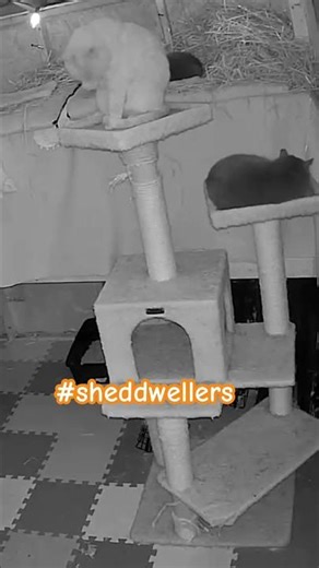 The old cat tree has become a new fan favorite with the backyardigans #purrfect #shedcat #feralcats