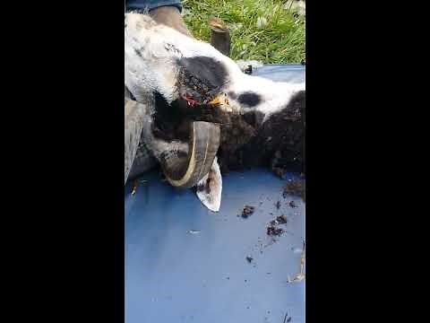 Overgrown sheep horns. Cutting horns