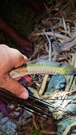 How to Catch Amazing "Walking Fish" 🐟 #shorts