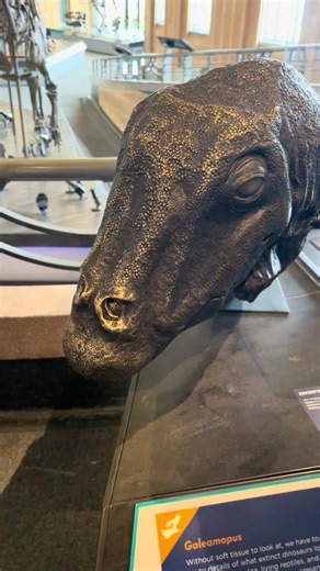 Sauropod Fossils - Cincinnati Museum Center #museum #apatosaurus #sauropod #fossils #shorts