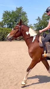 8 Month Horse Transformation | Free Spirit Equestrian