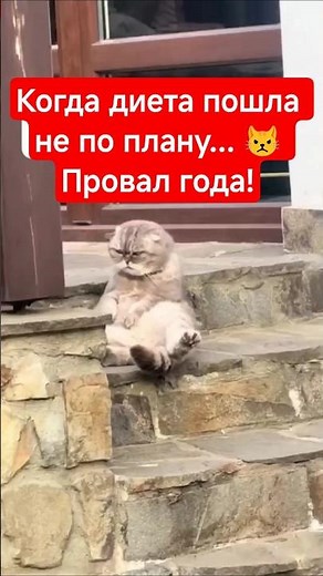Самый грустный кот на диете 😂 Смотреть со звуком! #мем #шуточное #юмор #приколы #мемы #шортс #смешно