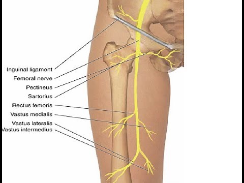 Two Minutes of Anatomy: Femoral Nerve