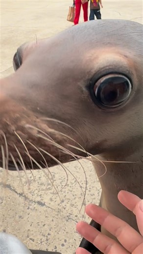 jin on Instagram: "nope don’t u dare draw on me 🌘👅🌒 #sealion #wildlife #cute #furbaby"