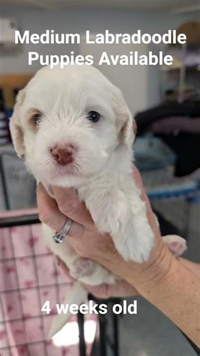 Medium Labradoodle puppies available