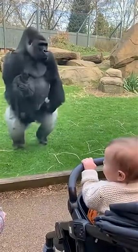 Silverback gorillas perform_ the funniest moments at the zoo #gorilla #funny #zoo #funnyanimals #funnypets