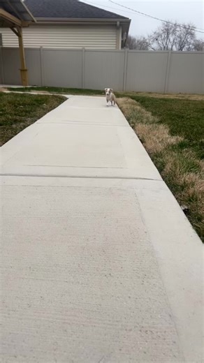 Definitely a big kid now 😭 #pitbull #bigdog #fypシ゚viral