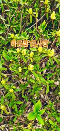 One-night Stand 🎶 Kim Yong-bin