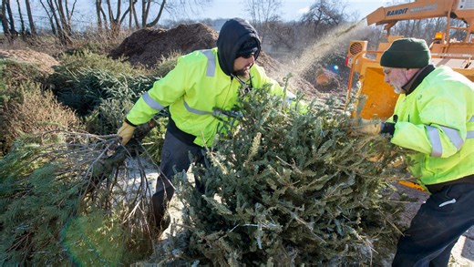 How to dispose of your real Christmas tree in 5 simple steps