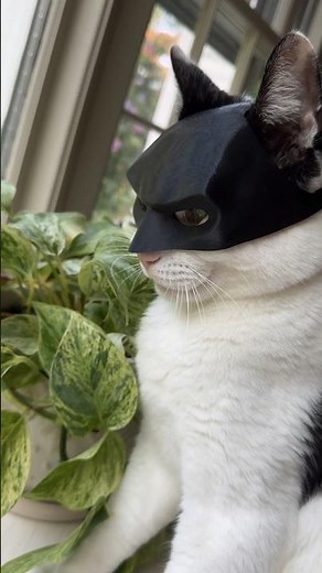 Batcat mask 😎| cat batman mask 😼| cat puts on batman mask| cat with batman mask #batcat #cat #shorts