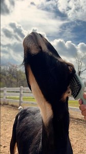 Brushing our rescued goat