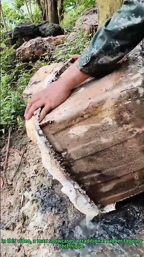 Man Demonstrates Traditional Rubber Tapping Method to Harvest Latex in the Wild