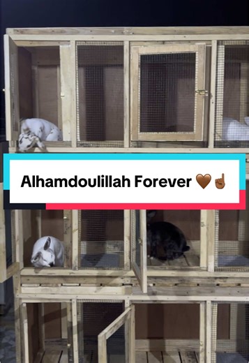 Ameee_Rabbit sur TikTok