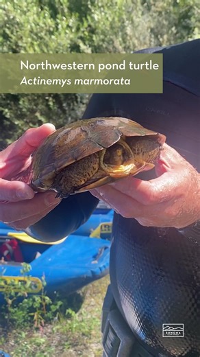 Why is it exciting to find a Northwestern Pond Turtle in the wild? 🐢 As a native to the Russian River, these turtles are an indicator species telling us how healthy their watery ecosystems are. Due to loss of habitat, poor water quality, and the introduction of competing non-native turtles and predators like the American Bullfrog, the more Northwestern Pond Turtles we find in our waterways the healthier those ecosystems are for all of us. | Sonoma Land Trust