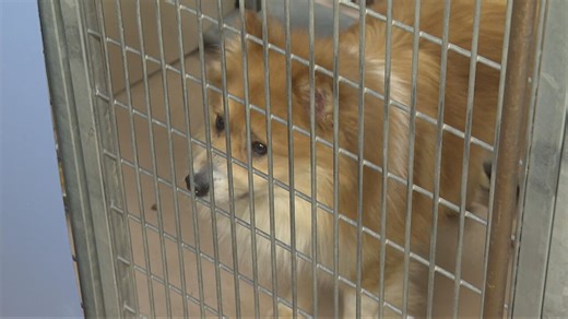 Lollypop Farm holds webinar to adopt out 120  dogs rescued from Rochester home