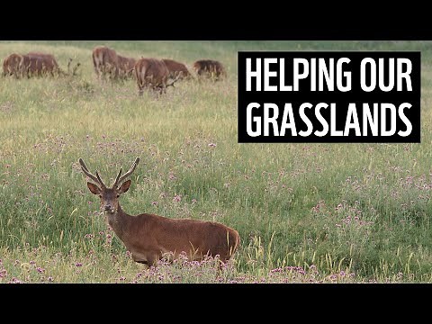 Helping to protect grasslands | Future Visions | WWF