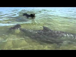 Dolphin playing with dog - Good friends