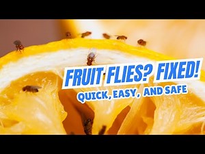Best Fruit Fly Trap for Your Home (No Chemicals!)
