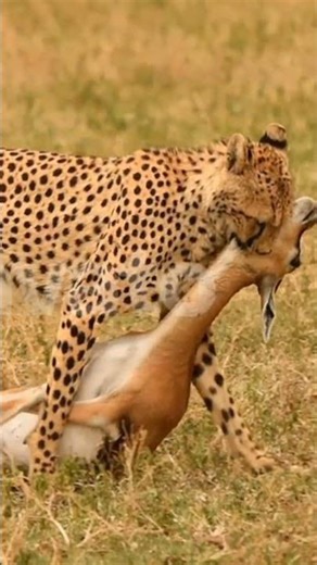 Cheetah: The Fastest Killer on Land 🐆⚡