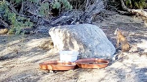 Wildlife Camera Capture - This two minute video shows the bobcat kittens playing with each other and playing pranks on one another. The cuteness of these siblings is precious. Enjoy! By Scott Collins | Todays California