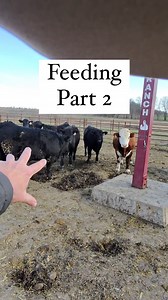 PART 2: Feedong the feedlot steers and why we don’t mix in the beef trate #Feeding #BarnChores #Feedlot #FeedlotCattle #Cattle #Ranch #Ranching #KeepRanchin | Bar 7 Ranch