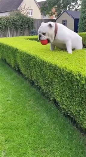 He Meant To Do That... (The Recovery Was Smooth) 😎💀 #EnglishBulldog #FunnyAnimals #Trending #FYP