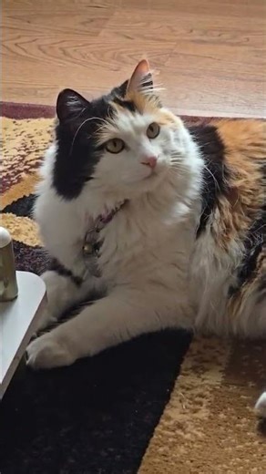 she playing my carpet