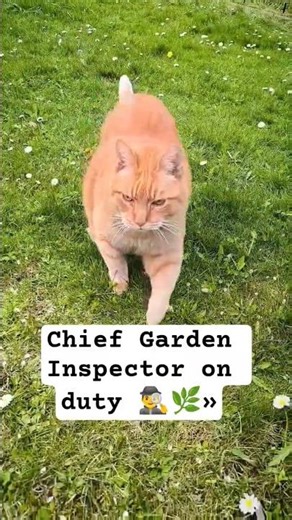 Orange cat checking his kingdom 👑🐈​#shorts #gardencat #catpatrol #orangecat