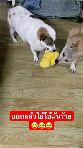 ไอ้โอ้มันแสบ😂😅😂