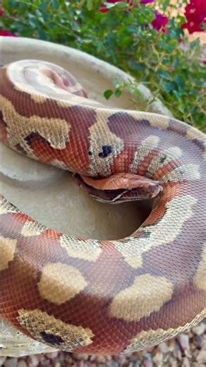 Huge Blood Python