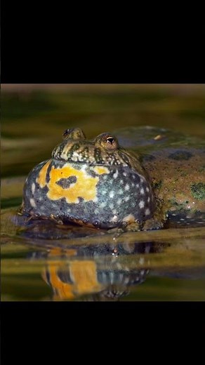 Sounds of European Fire Bellied Toad (Bombina Bombina mating call) #shorts #bombina #mating
