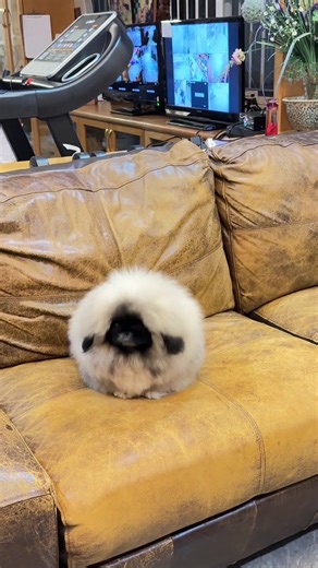 Adorable Fluffy Pekingese Dog Moments