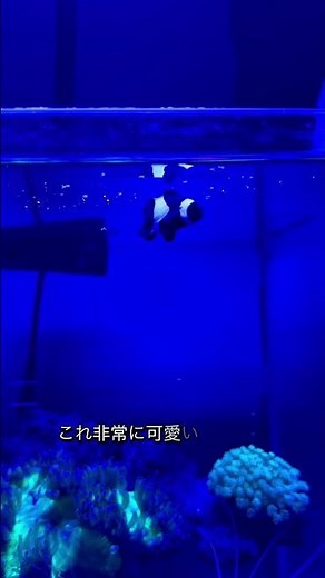 憧れのカクレクマノミ飼育始めました！ #アクアリウム #水槽部屋 #aquarium #カクレクマノミ #fish