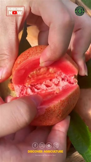 Curious to see what's inside this pink guava fruit? Let's unlock the secrets hidden within its delicate skin. From its vibrant hue to its sweet aroma, each layer invites us on a sensory exploration. Join me in discovering the beauty that lies beneath as we unravel nature's delicious surprise together! 🌿 #FruitExploration #PinkGuavaPerfection #guava #pinkguava #pink #fruit #fruits | Discover Agriculture