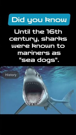 until the 16th century sharks were known to Mariners as 'sea dogs'