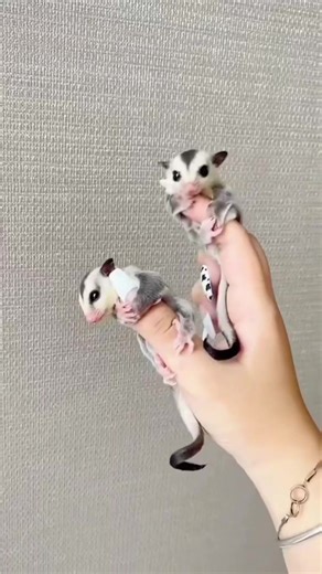 Meet my adorable sugar gliders 🐿️💞 They’re playful, cuddly, and love attention! Looking for kind, responsible homes where they’ll be loved forever 🩵 #SugarGlider #SugarGliderLove #CutePets #PetTok #animalloversoftiktok
