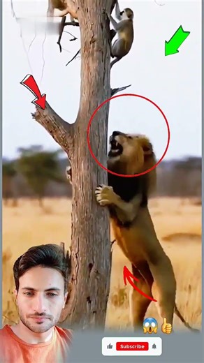 القرود تقفز بخفة مذهلة من غصن إلى آخر، وبعضها يرمي الأغصان لإرباكه. يفشل الأسد #عبارات #shorts