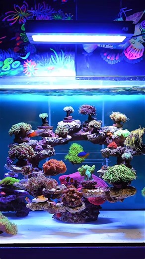 Aquarium Inspiration: Creative Ideas for Modern and Aesthetic Aquarium Design