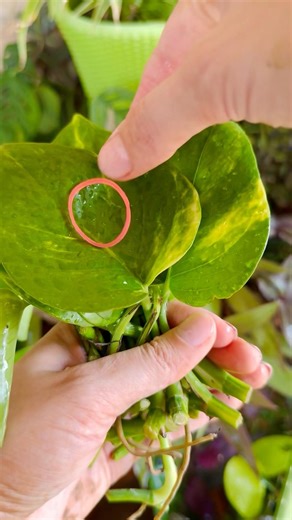 “Mini Money Plant Showpiece 💚 | Simple & Elegant DIY” ||#hacks #garden #plants #moneyplant #diy