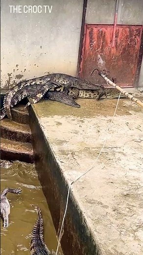 How to use an electrical tool safely to catch a crocodile on the farm. #crocodile #funny #trending